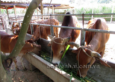 Mô hình nuôi bò bán công nghiệp cho hiệu quả kinh tế cao của hộ ông Lương Văn Sản, thôn Cầu Khai, xã Mậu Đông (Văn Yên).